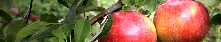 Kids Westchester KidsWestchester.com