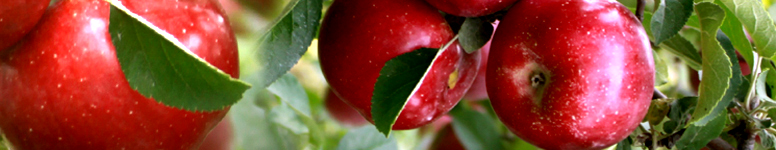 Kids Westchester KidsWestchester.com